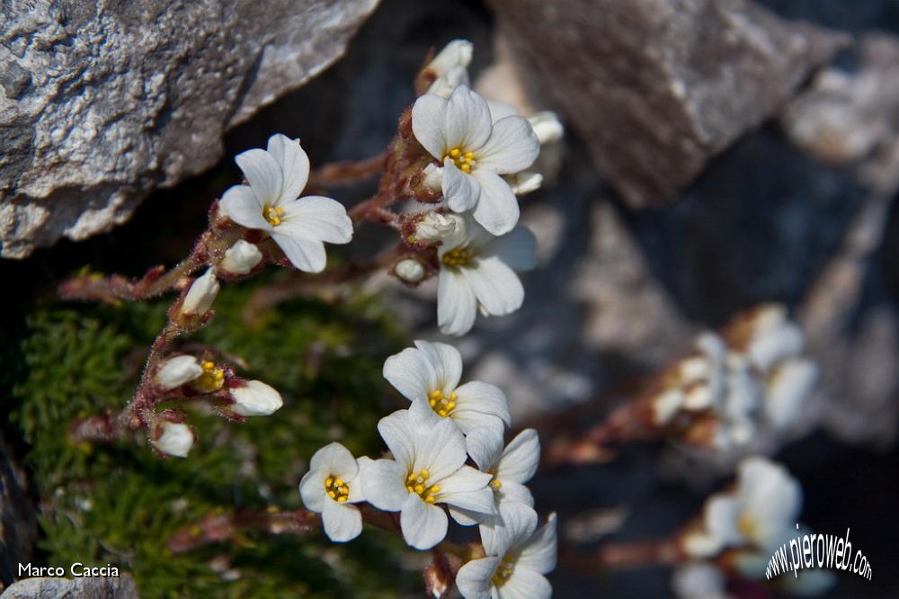 18_saxifraga vandelii.jpg